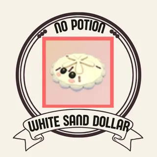 white sand dollar