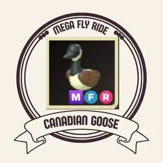 mfr canadian goose
