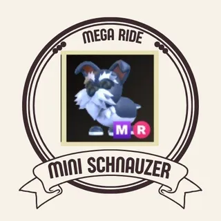 Mr mini schnauzer