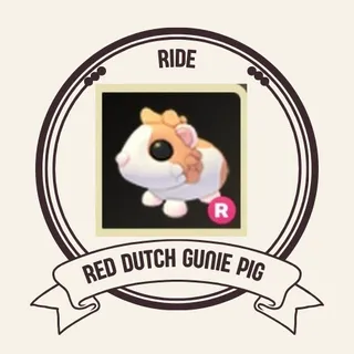 R RED DUTCH GUINEA PIG