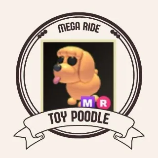 MR TOY POODLE