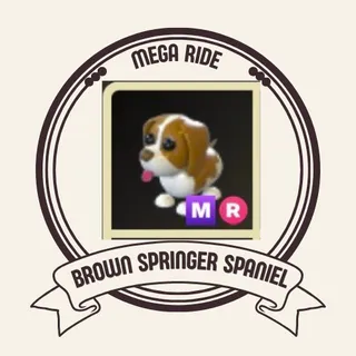 mr brown springer spaniel