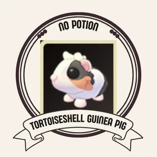 TORTOISESHELL GUINEA PIG