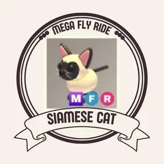 MFR SIAMESE CAT