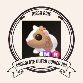MR CHOCOLATE DUTCH GUINEA PIG