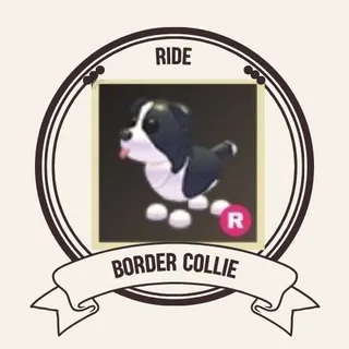 R BORDER COLLIE