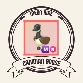 MR CANADIAN GOOSE