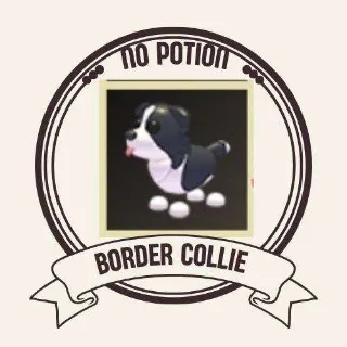 BORDER COLLIE