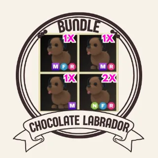 5x chocolate Labrador