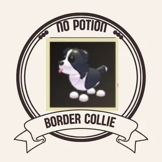 BORDER COLLIE