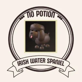 IRISH WATER SPANIEL