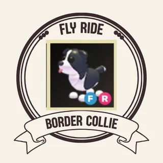 FR BORDER COLLIE