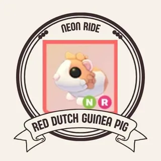 NR RED DUTCH GUINEA PIG