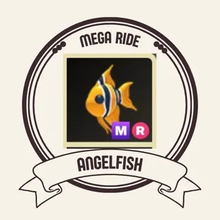 mr angel fish