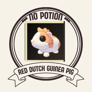 RED DUTCH GUINEA PIG