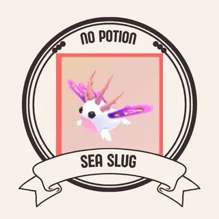 SEA SLUG