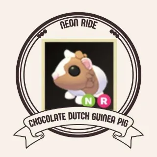 NR CHOCOLATE DUTCH GUINEA PIG