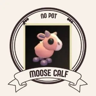 MOOSE CALF