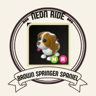 BROWN SPRINGER SPANIEL