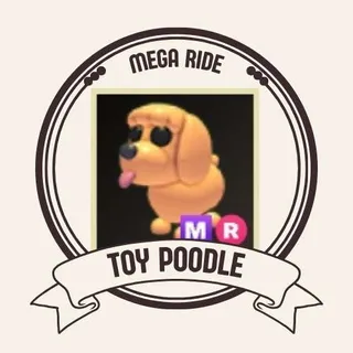 MR TOY POODLE