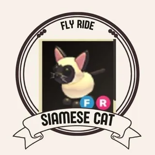 FR SIAMESE CAT