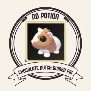 CHOCOLATE DUTCH GUINUA PIG 