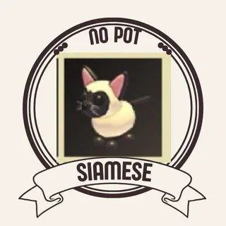 SIAMESE CAT