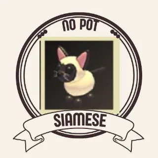 SIAMESE CAT