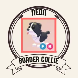 FR BORDER COLLIE