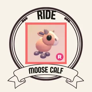 R MOOSE CALF