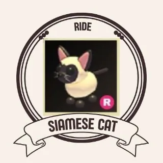 RIDE SIAMESE CAT