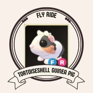 FR TORTOISESHELL GUINEA PIG
