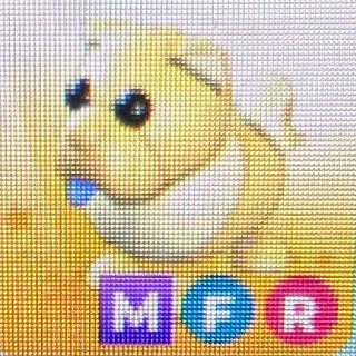 MFR GOLDEN CHOW-CHOW