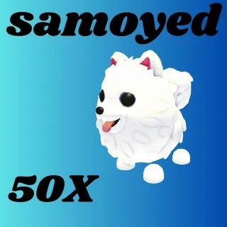 SAMOYED 50X  MEGA-ADOPT ME 