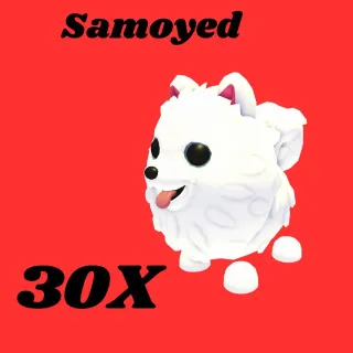 samoyed 30x-Adopt me