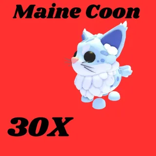 mainecoon 30x-Adopt me