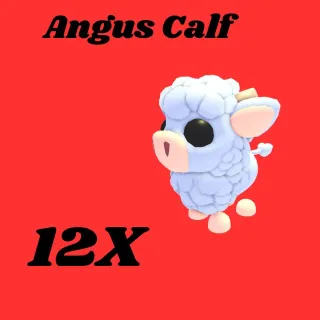 angus calf 12x-Adopt me