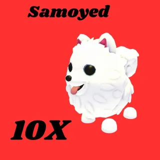 samoyed 10x-Adopt me