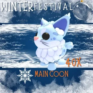 maine coon  40X- Adopt Me 