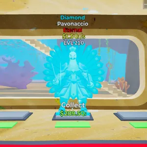 Pavonaccio