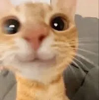 HYPER HUNGER MIMIC OCTOPUS 15 SEC NO TOY - Grow a Garden