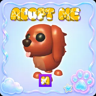 Irish Setter M - Adopt Me