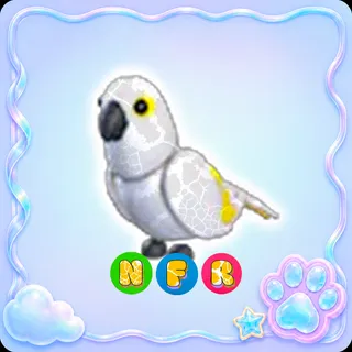 White Amazon NFR - Adopt Me