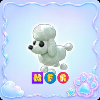 Poodle MFR - Adopt Me