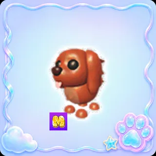 Irish Setter M - Adopt Me