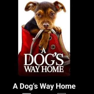 A Dog's Way Home  SD MA