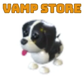 Black Springer Spaniel