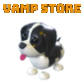 BLACK SPRINGER SPANIEL