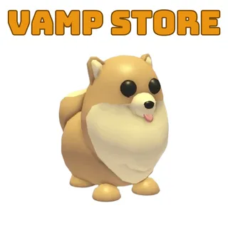 N Pomeranian
