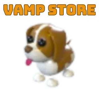 Brown Springer Spaniel